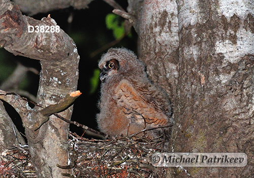 Bubo virginianus